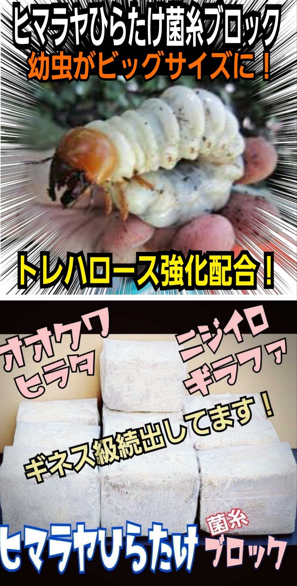 極上！ヒマラヤひらたけ菌糸ブロック【4個】初菌のみ使用！国産