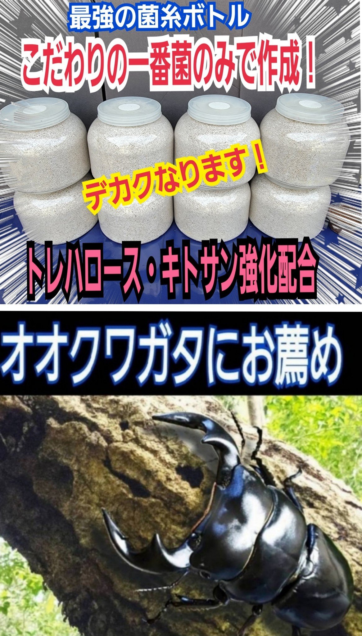 極上！ヒマラヤひらたけ菌糸ブロック【6個】トレハロース強化配合