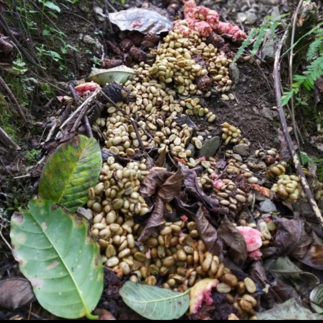 ジャコウネココーヒー500g Musang Coffee Kape Umali ジャコウネコ