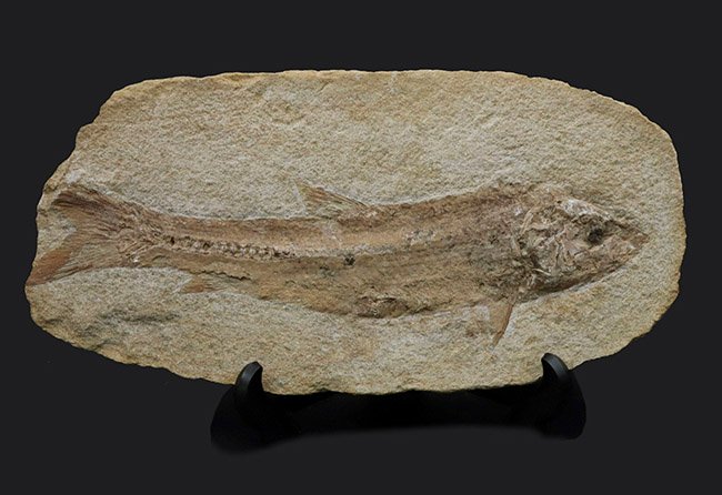 お値下げ！ブラジル出土 古代魚の化石⭐︎ 28センチ級、立派！ブラジル