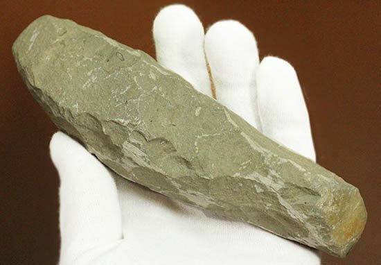 希少なブラジル・セアラ州産の古代魚の化石、ラコレピス 化石 販売