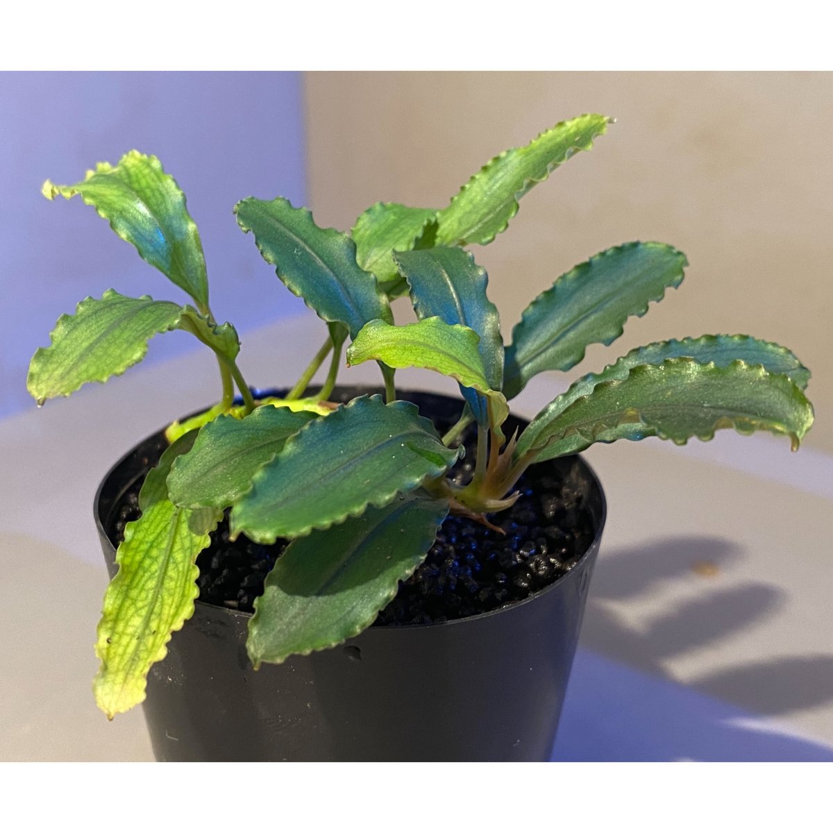 碧葉さんBUCEPHALANDRA Bucephalandra