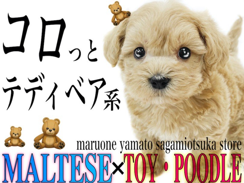 MIX 】まさにテディベア！ドワーフ体型が可愛いぬいぐるみ系マルプー