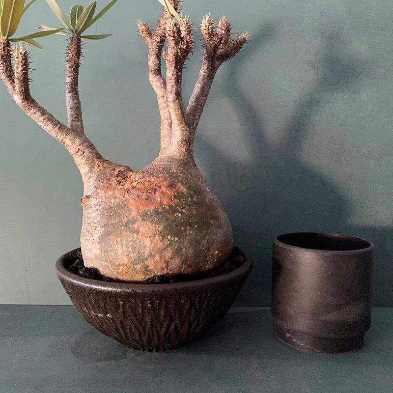 やちむん 植木鉢 サイズ大