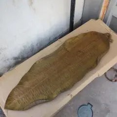 2026年最新】煎茶 葉盆の人気アイテム - メルカリ
